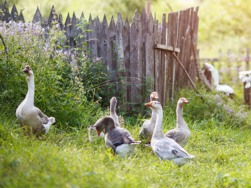 Gänse auf Wiese